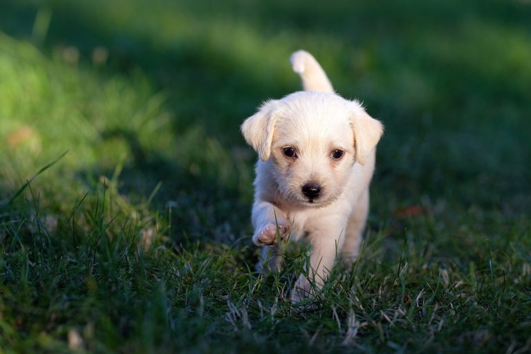 Dog Poop Pickup in Novi, Michigan