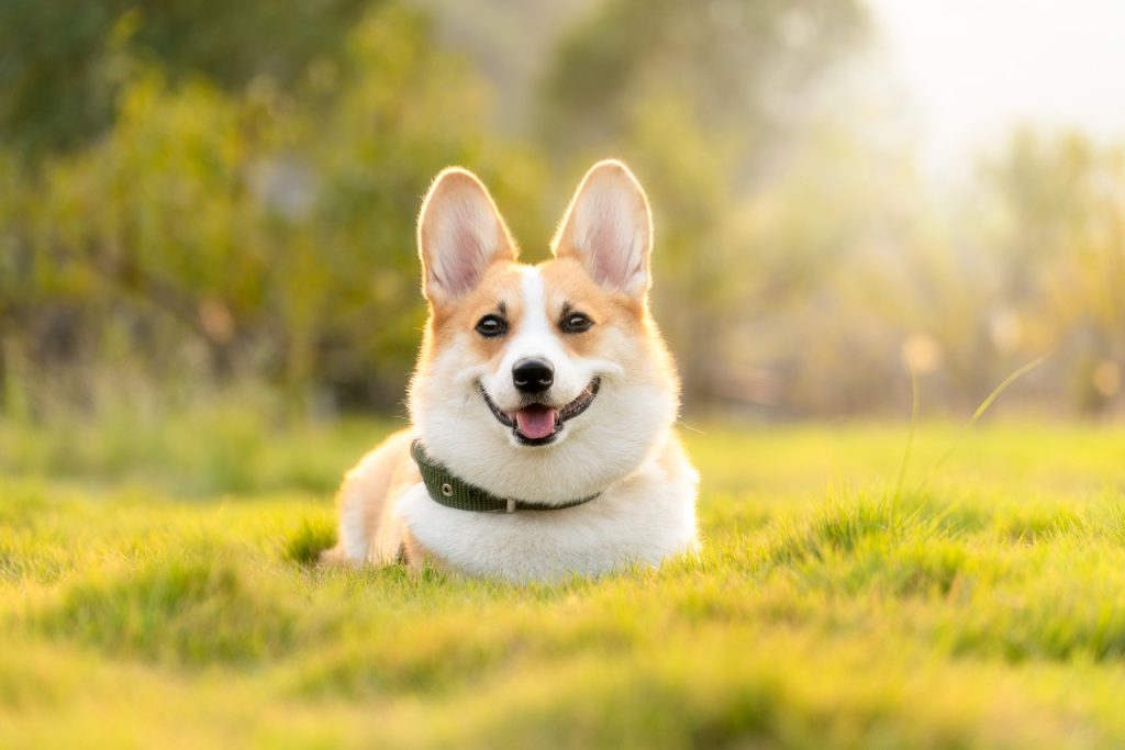 Dog Poop Pickup in Novi, Michigan