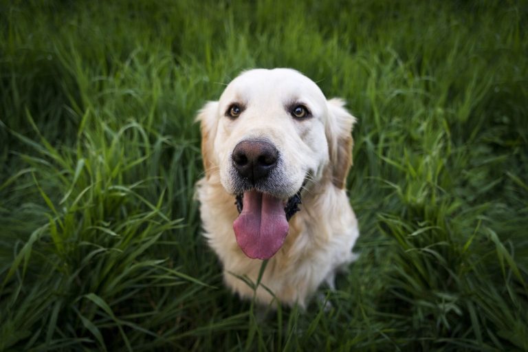 Dog Poop Pickup in Novi, Michigan