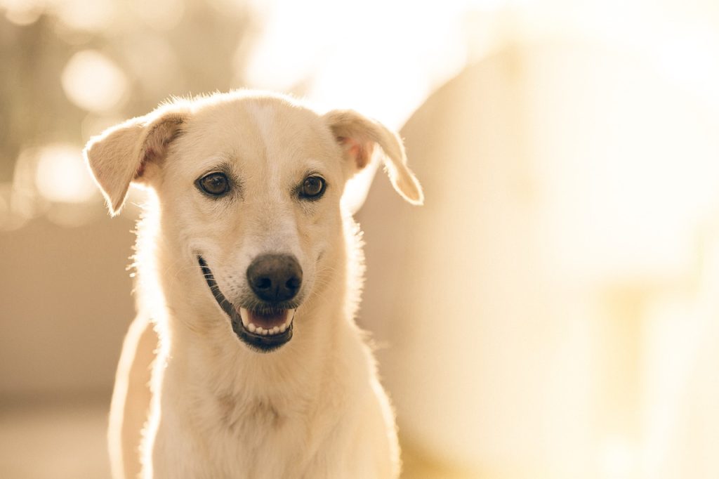 Dog Poop Pickup in Novi, Michigan