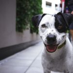 Dog Poop Pickup in Novi, Michigan