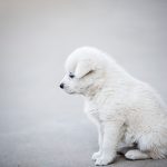 Dog Poop Pickup in Novi, Michigan