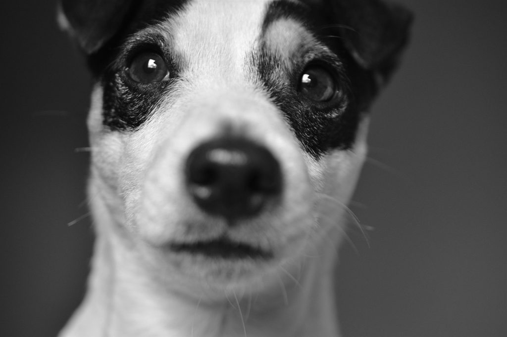 Dog Poop Pickup in Novi, Michigan