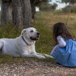 Dog Poop Pickup in Novi, Michigan