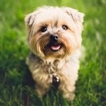 Dog Poop Pickup in Novi, Michigan